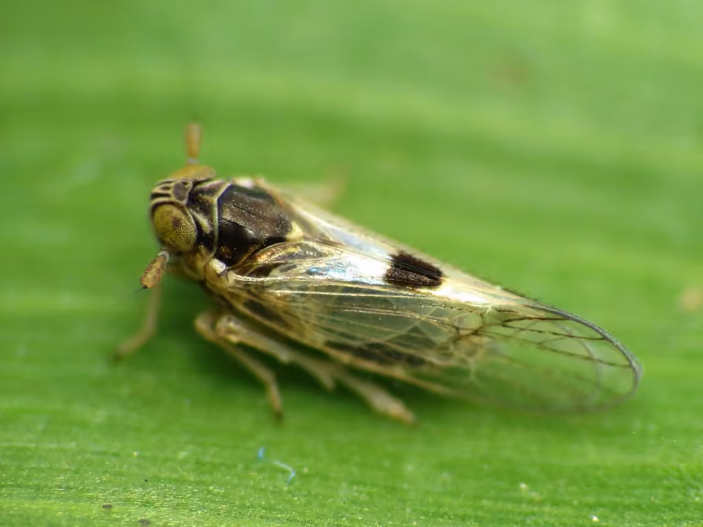 Chionomus puellus