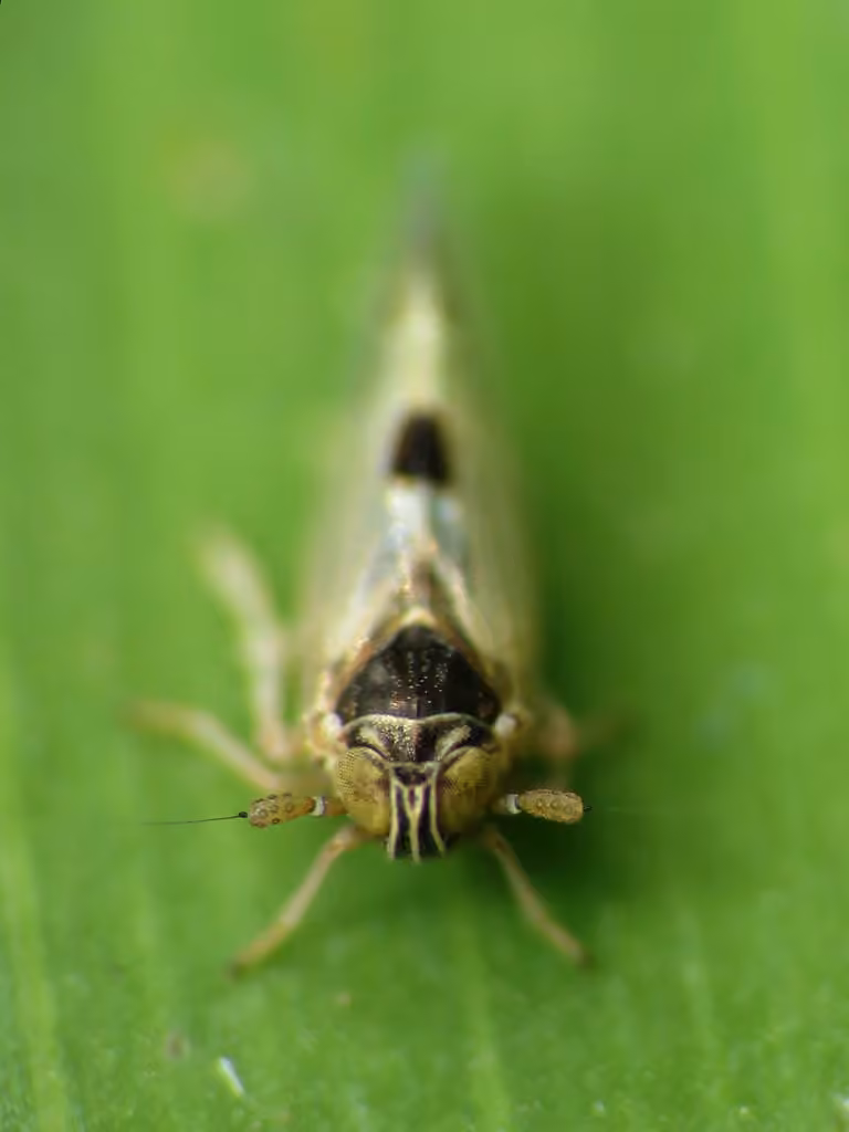 Chionomus puellus, photo 2 of 5