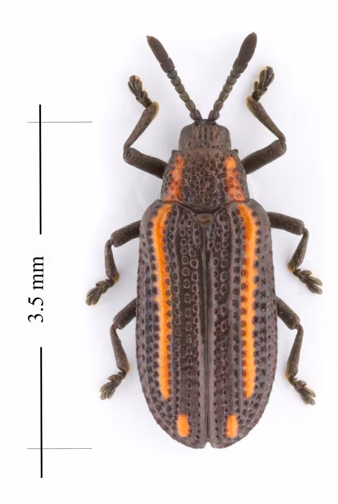 Yellow-lined tortoise beetle, Adult