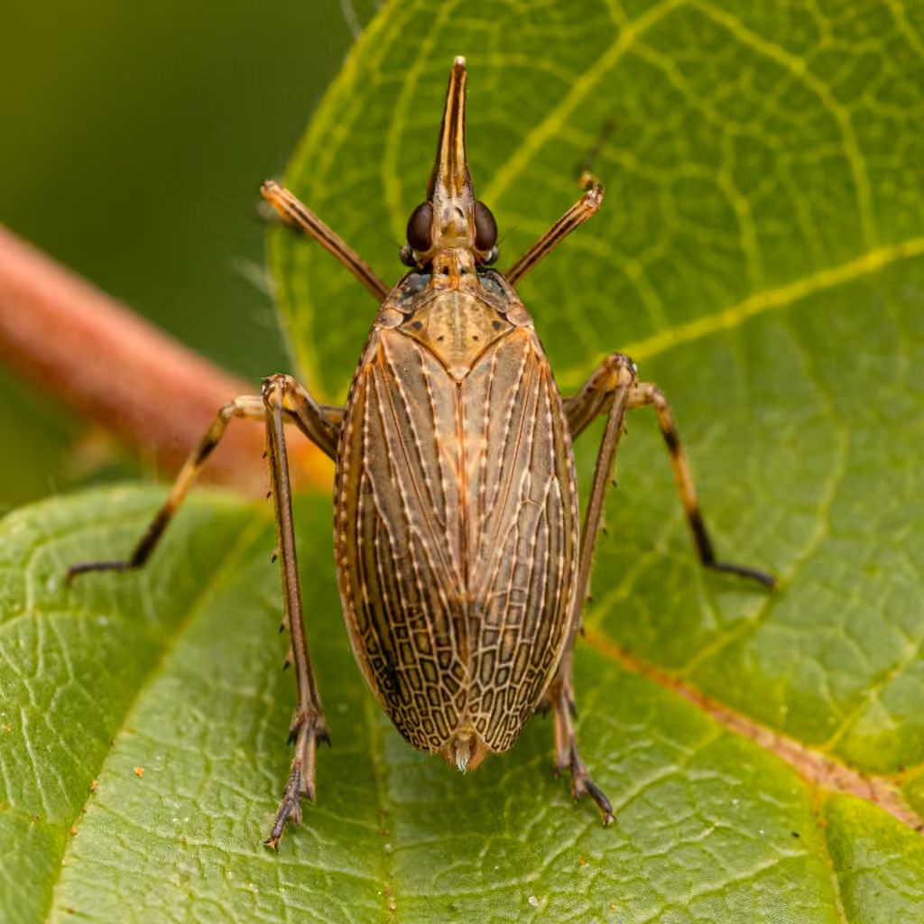 Partridge Planthopper, photo 2 of 5