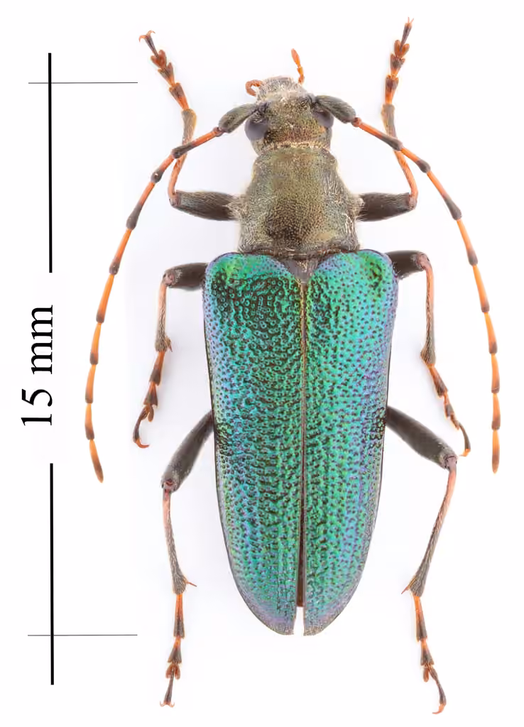 Green long-horned beetle, Adult