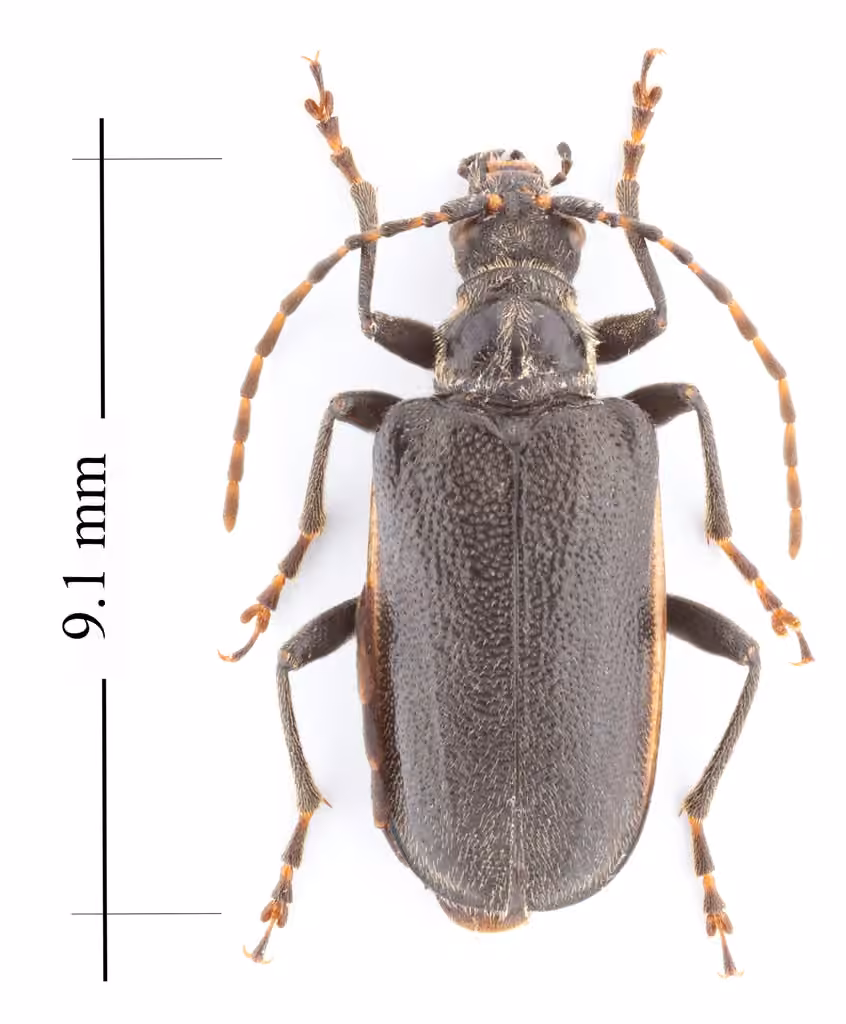 Double-lined Longhorn Beetle, Adult