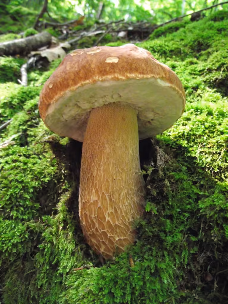 Summer Bolete, photo 2 of 5