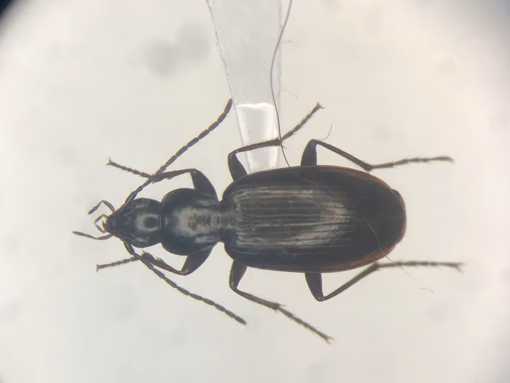 Thorey's harp ground beetle, photo 2 of 5