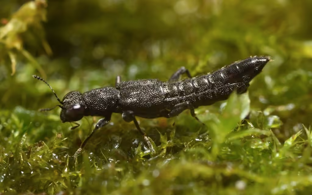 Rove beetle, Adult