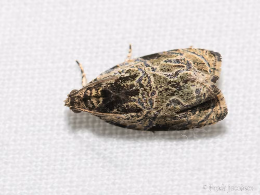 Olethreutes concinnana, Adult