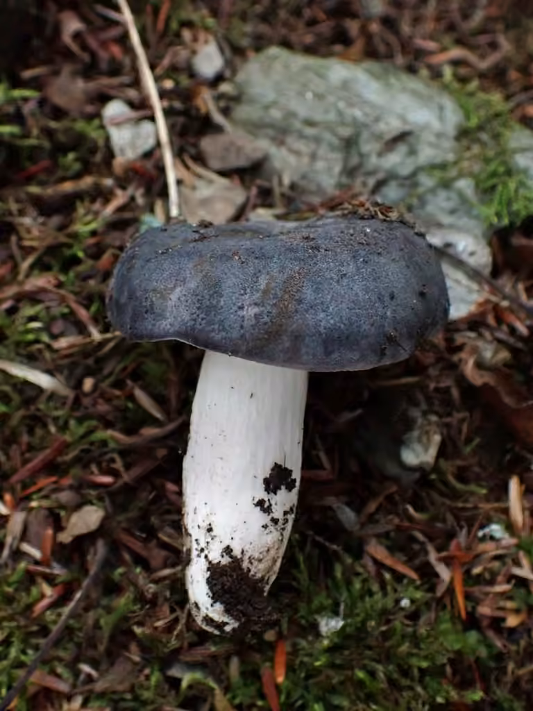 Russule parfumée, photo 3 sur 5