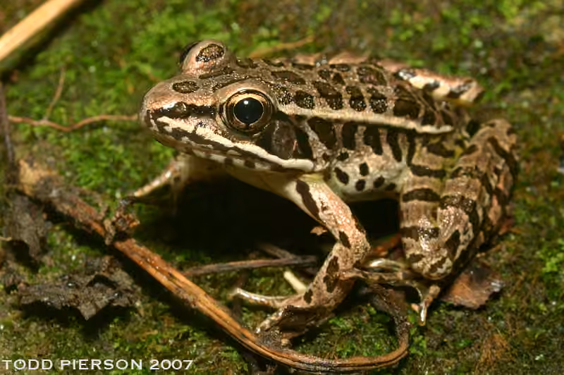 Grenouille des marais, photo 3 sur 5
