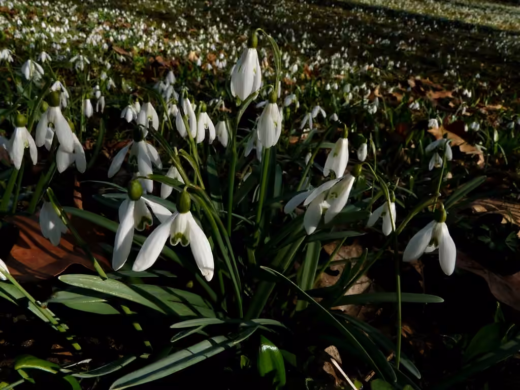 Perce-neige commun, En boutons