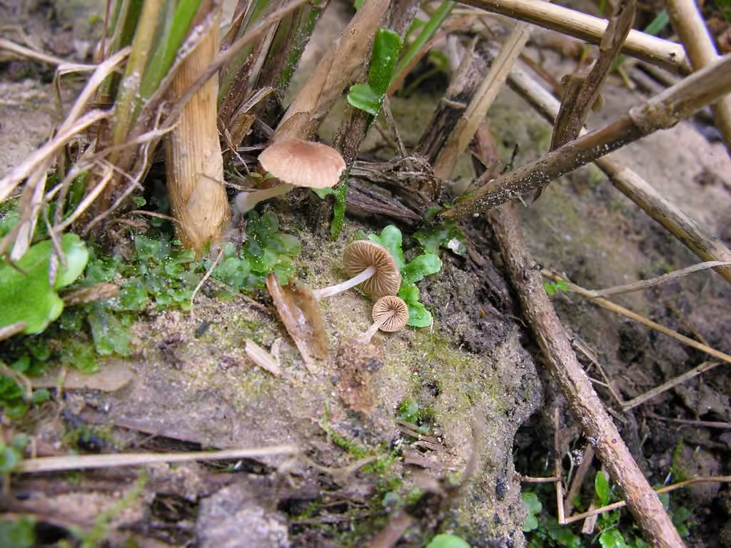 Candolleomyces typhae, photo 1 sur 5