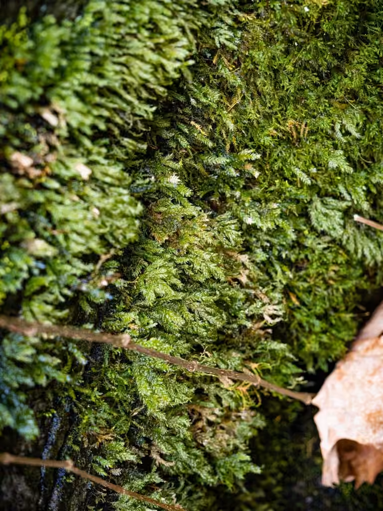 Allegany thamnobryum moss, photo 2 of 5