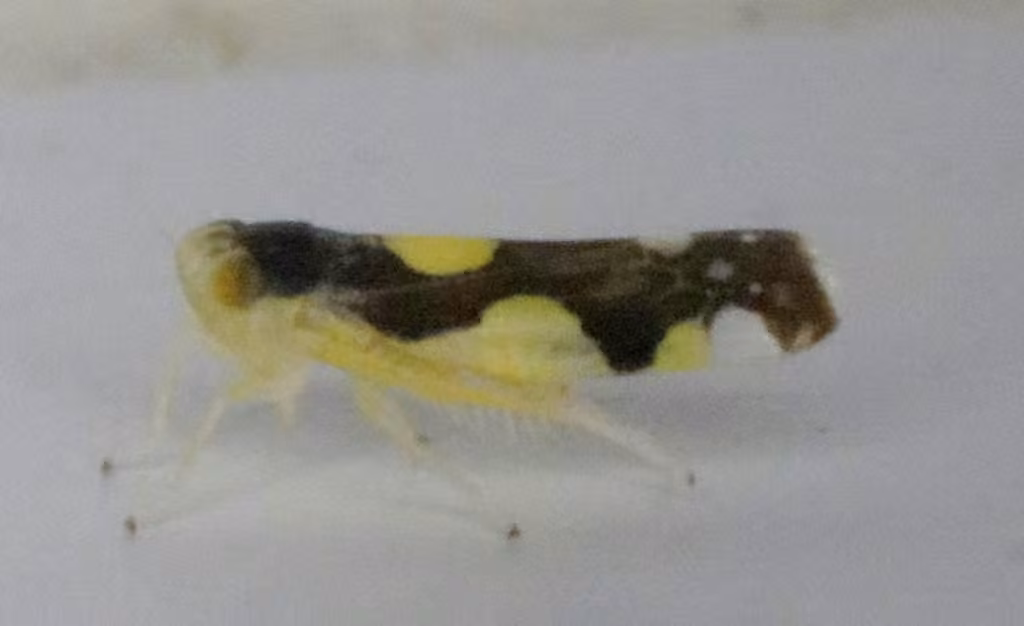Leafhopper, Adulte