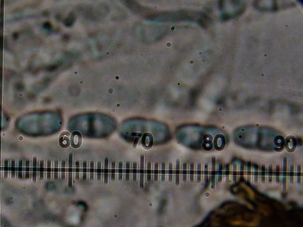 Cosmospora arxii, photo 2 sur 5