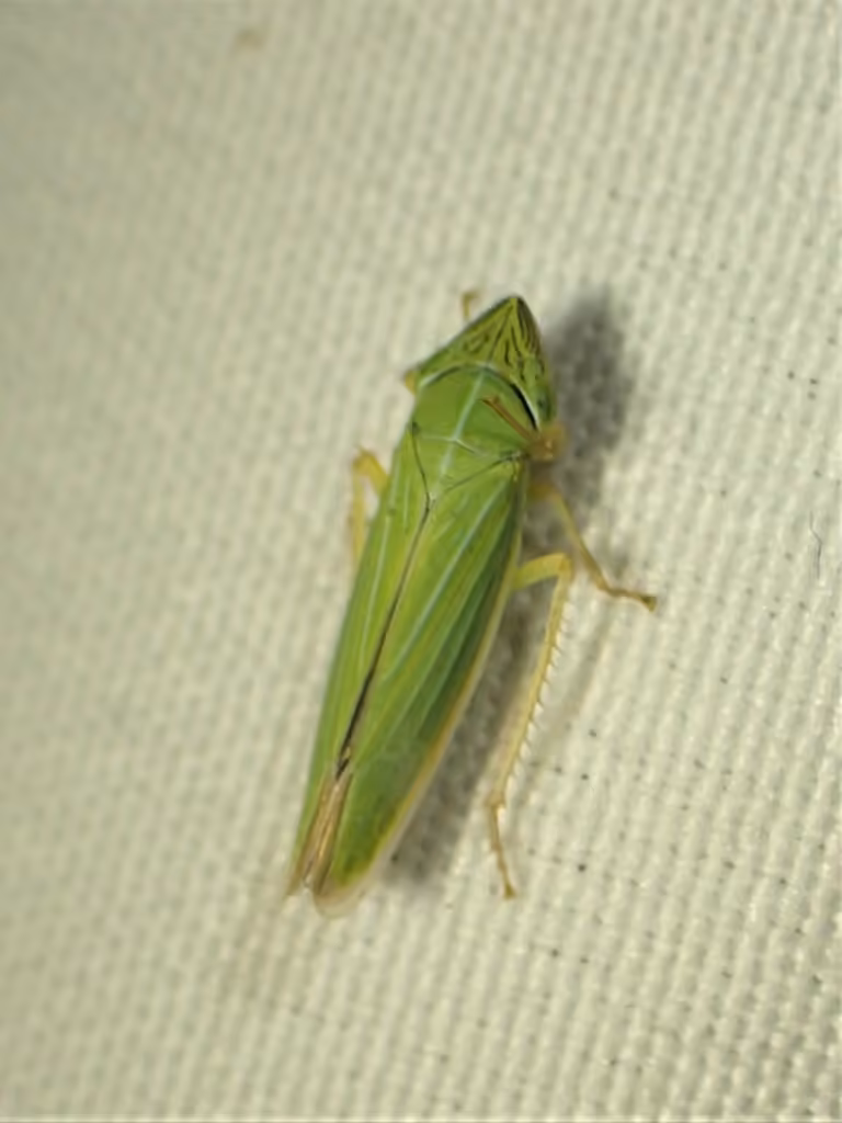 Draeculacephala angulifera, Femelle