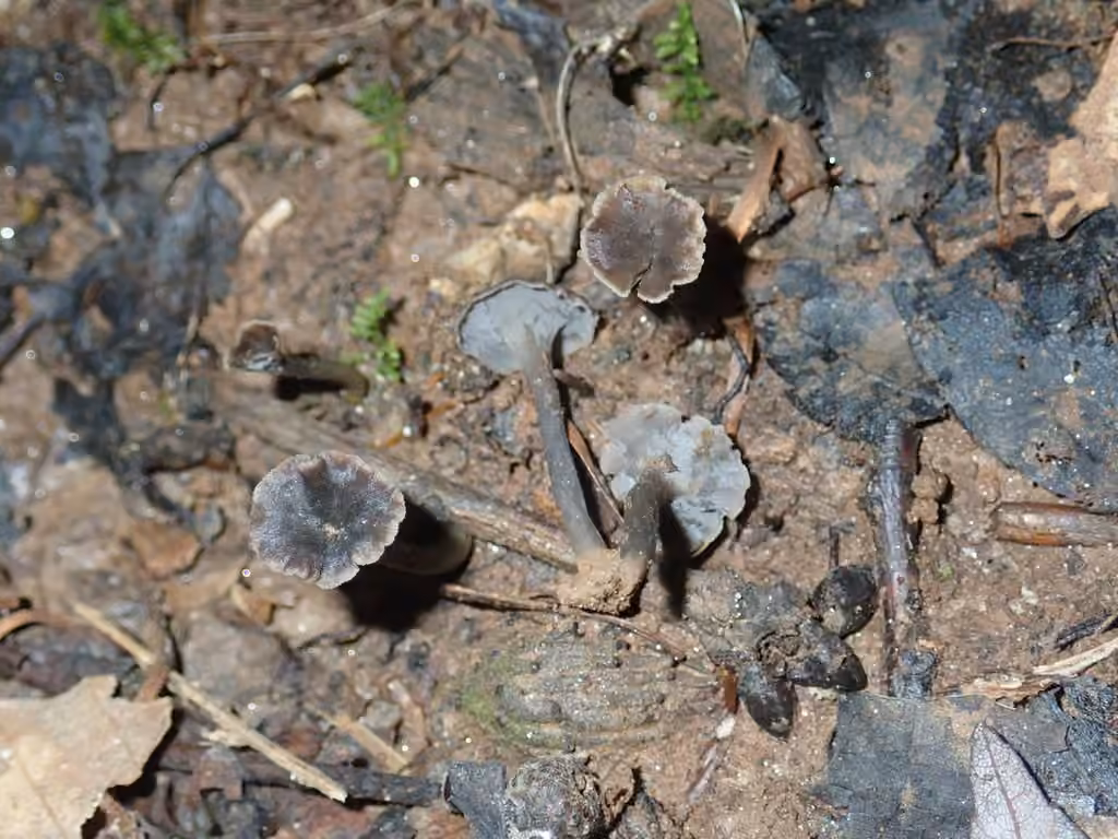 Craterellus calyculus, photo 2 sur 5