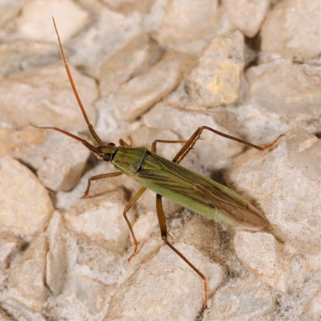 Three-spined Grass Bug, photo 2 sur 5