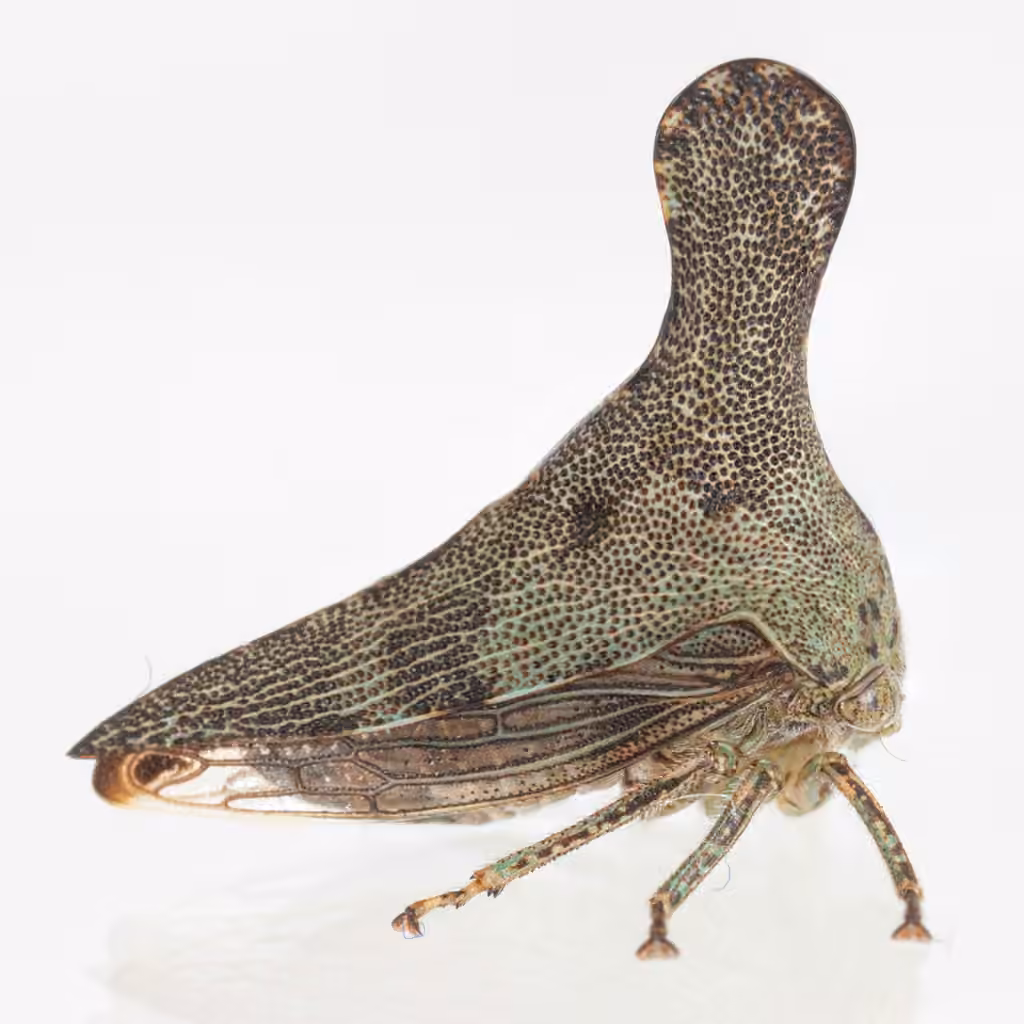 Cérèse pigeon du chêne