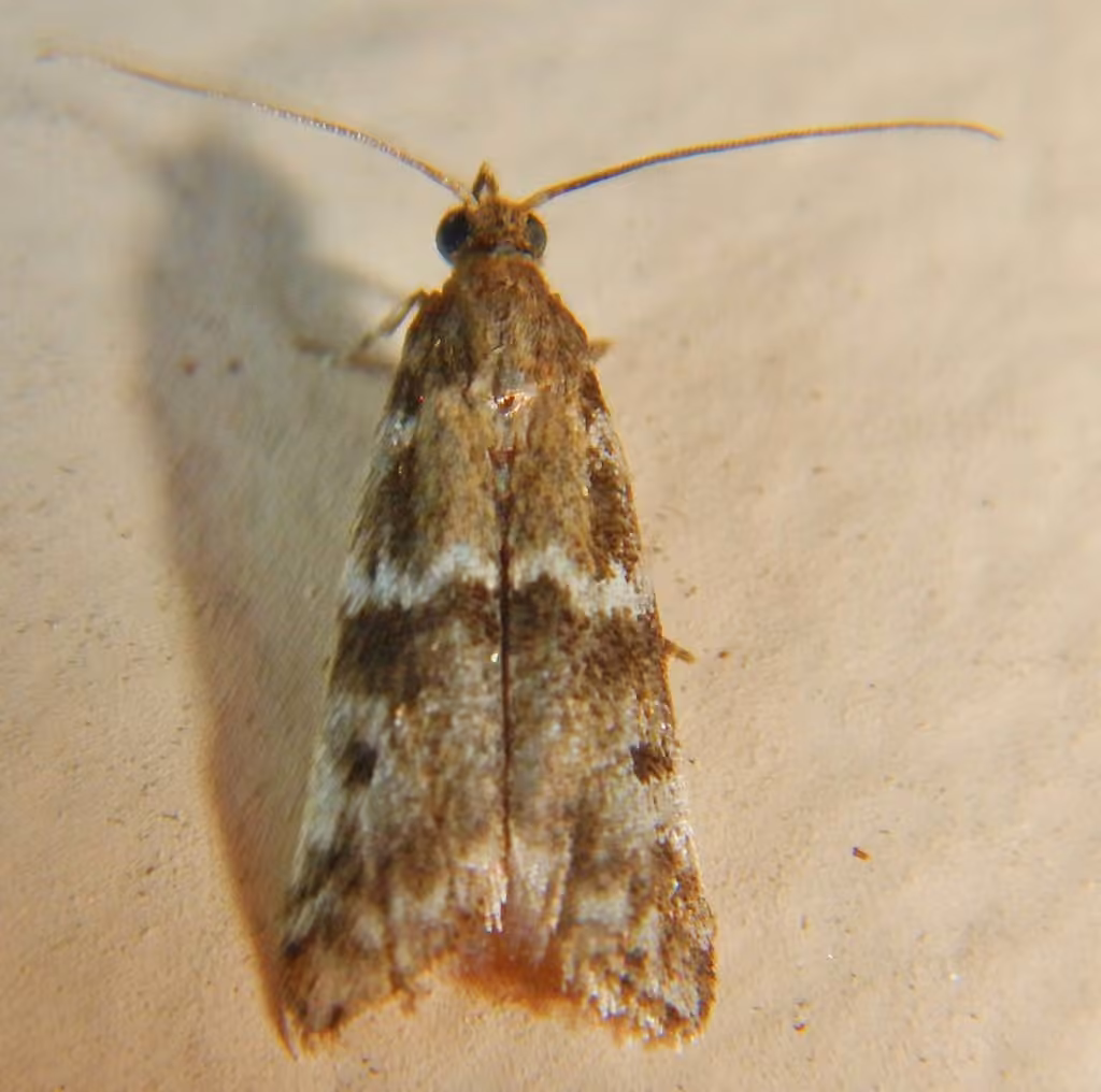Brower's Vitula Moth