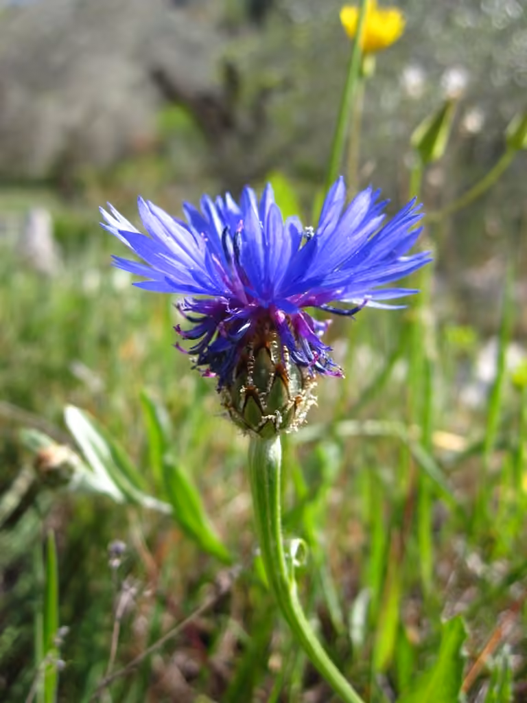Garden cornflower
