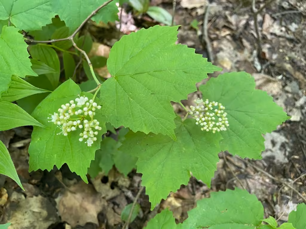 Viorne à feuilles d'érable, En boutons