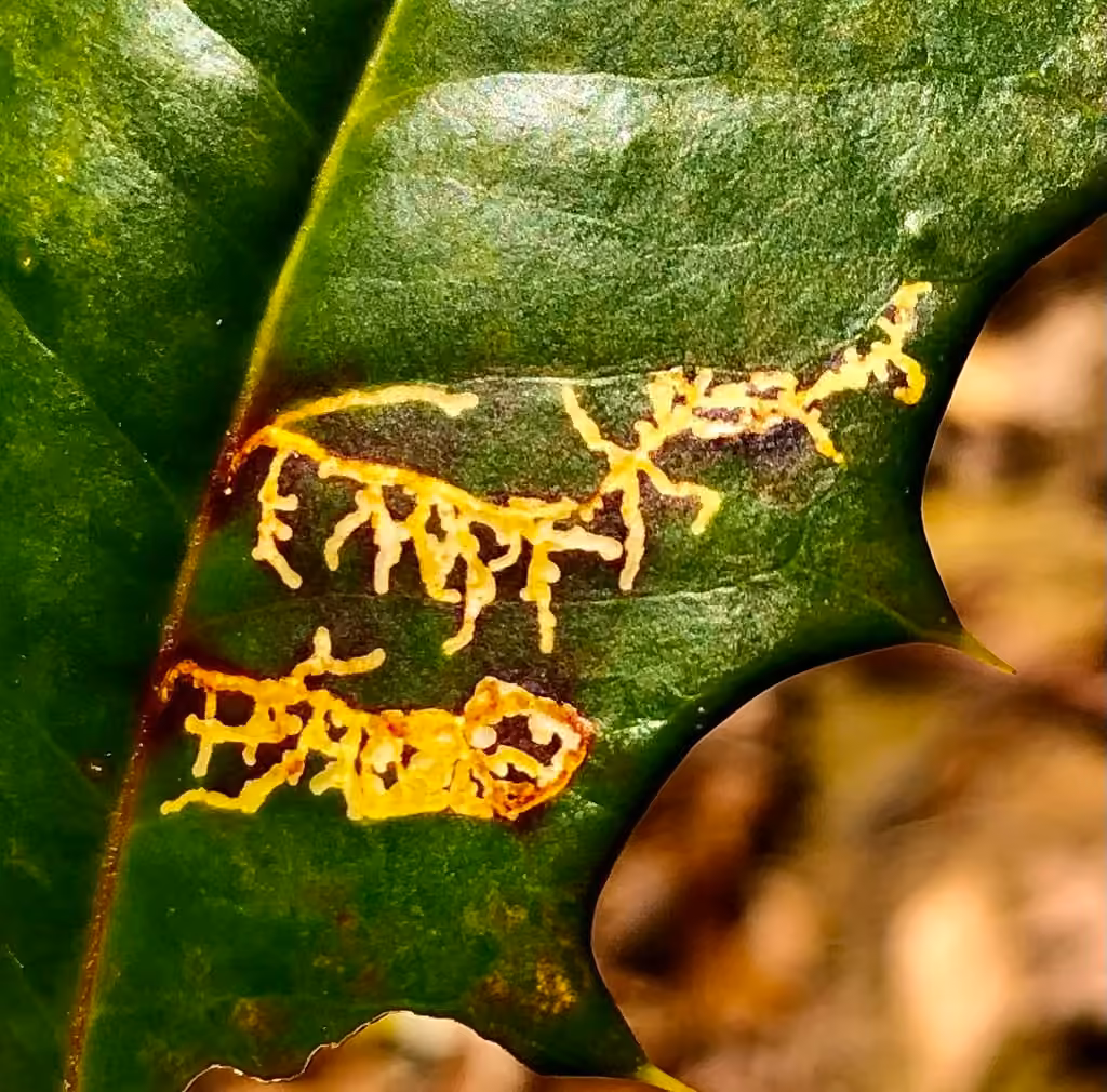 Rhopobota finitimana, Caterpillar