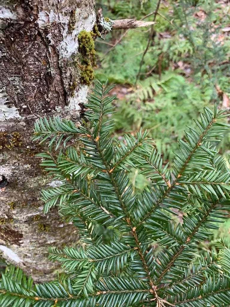 Canada yew, photo 2 of 5