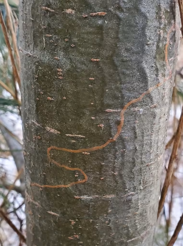 White Pine Barkminer Moth, Caterpillar