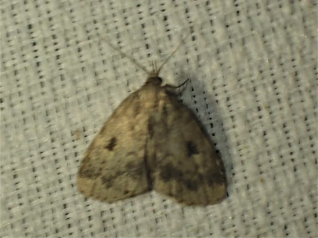 Masked Parahypenodes, Adult