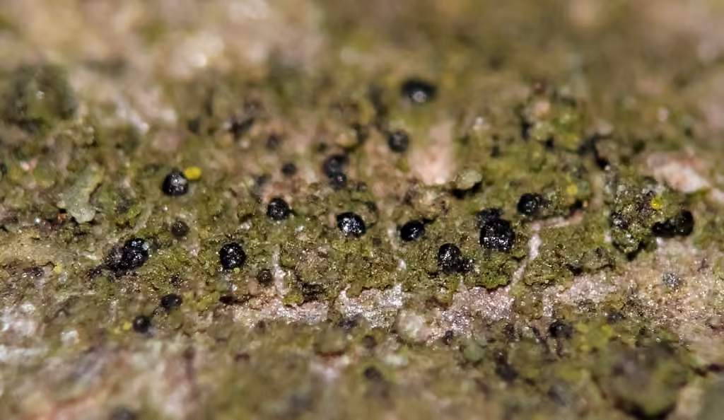 Scoliciospore terre d'ombre, photo 3 sur 5