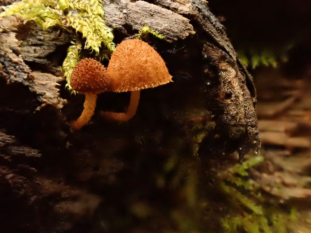 Powder-scale pholiota, photo 2 of 5