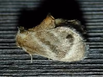 Elegant Tailed Slug Moth, Femelle