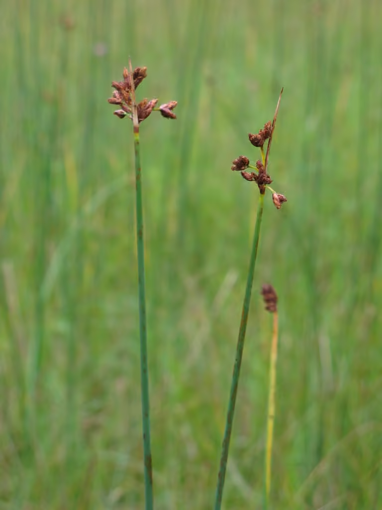 Hardstem bulrush, photo 1 of 5