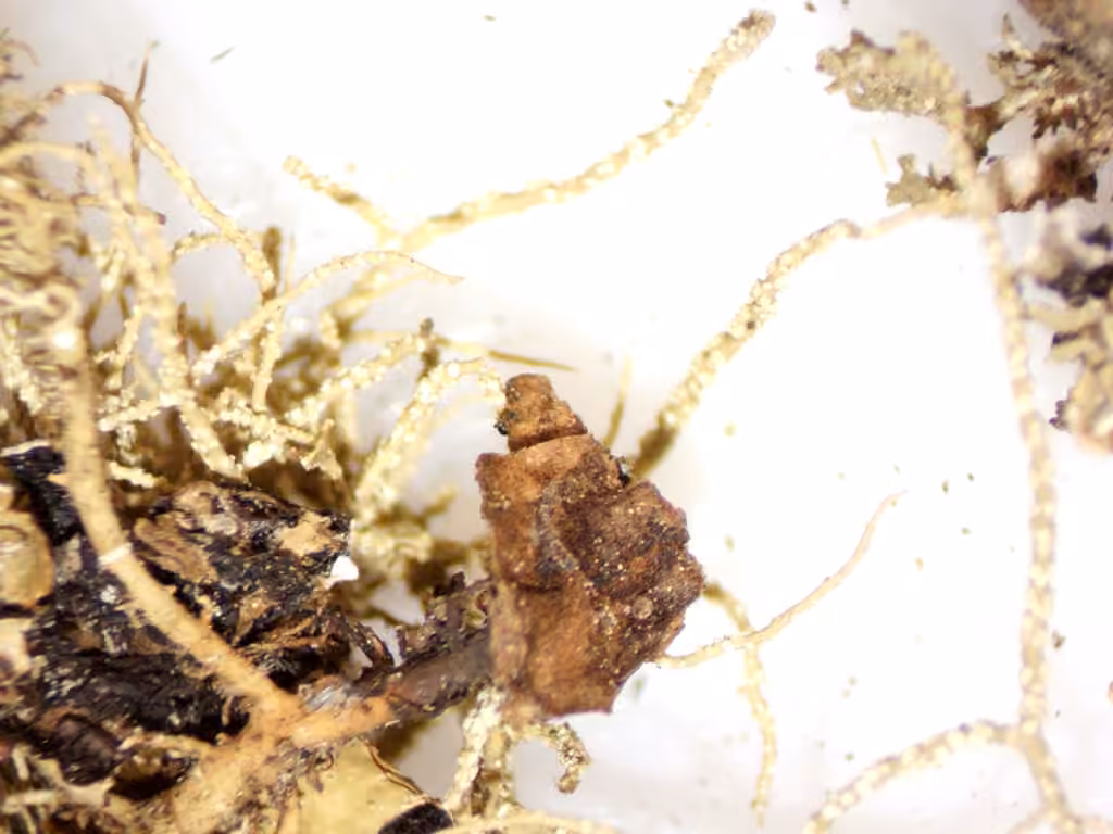 Boreal Beard Lichen, photo 3 of 5
