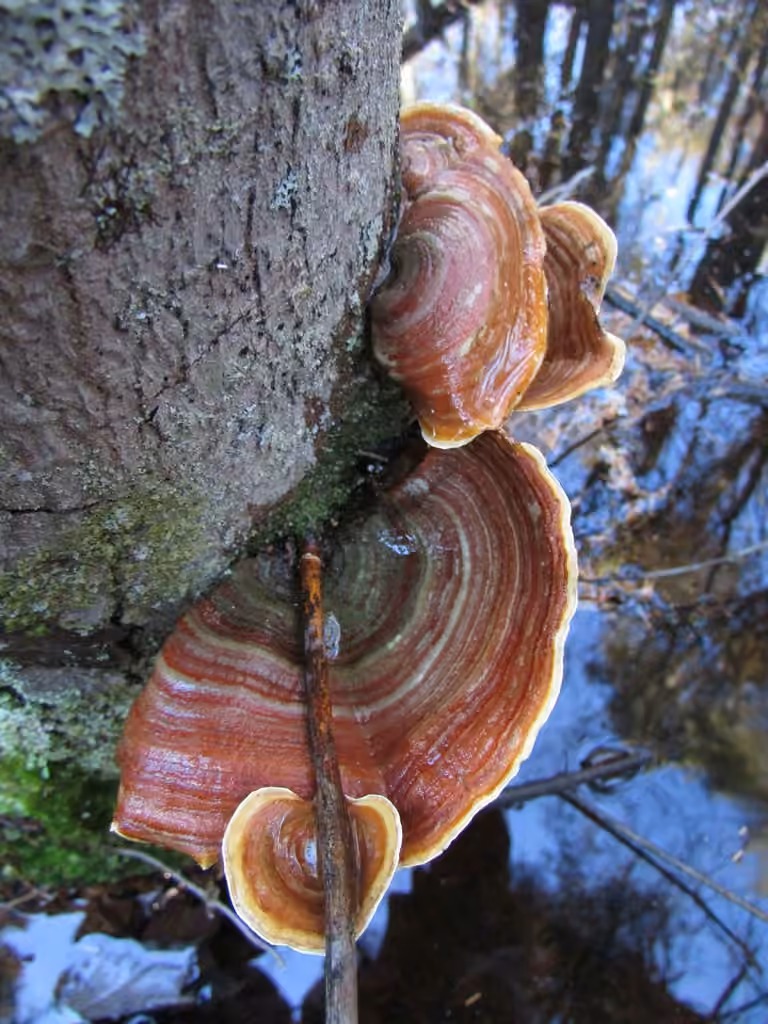 False Turkeytail, photo 2 sur 5