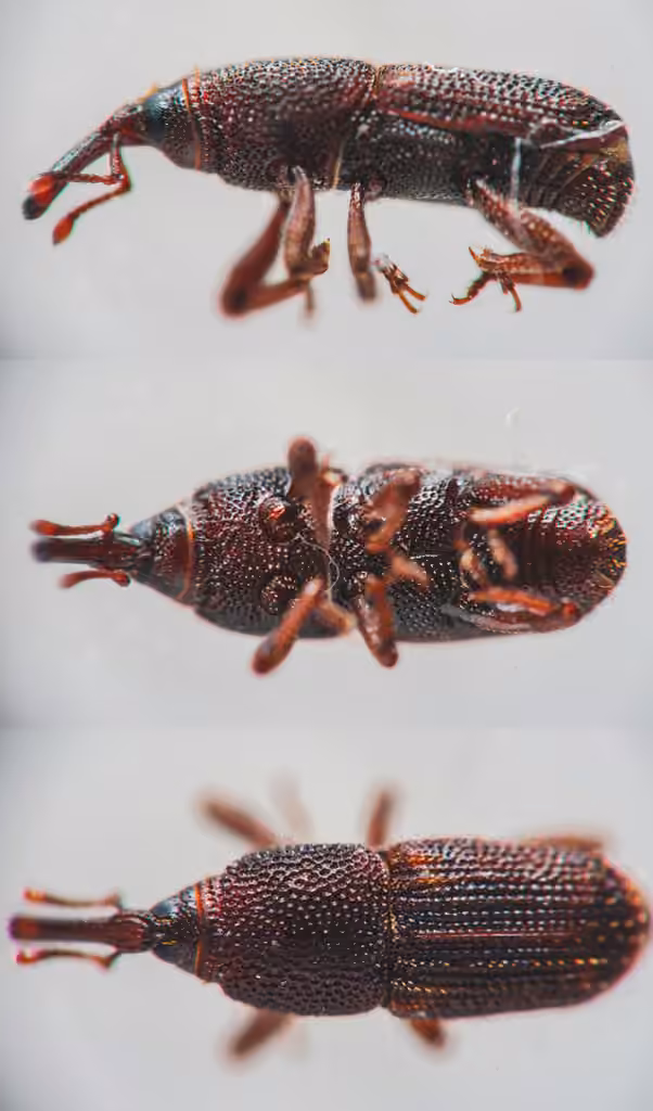 Rice Weevil, photo 2 of 5