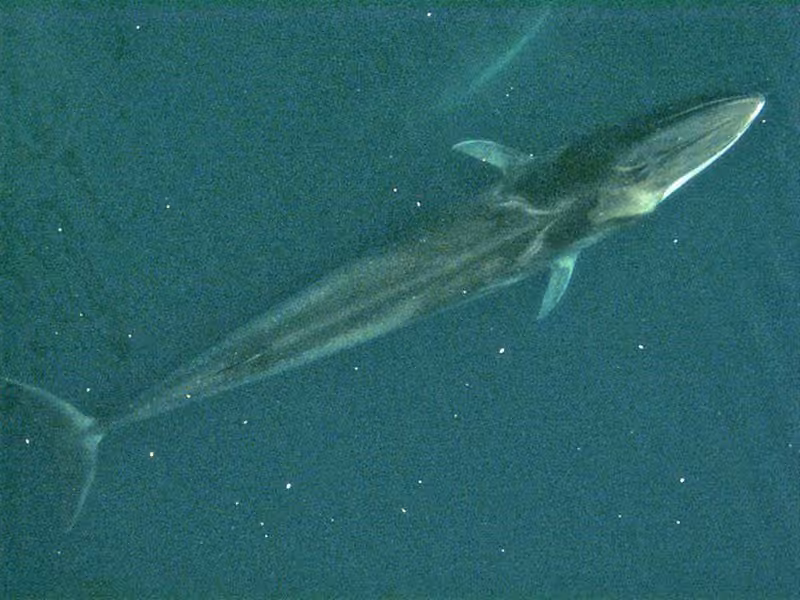 Rorqual commun, photo 3 sur 5