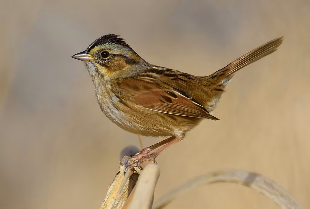 Swamp Sparrow, photo 1 of 5