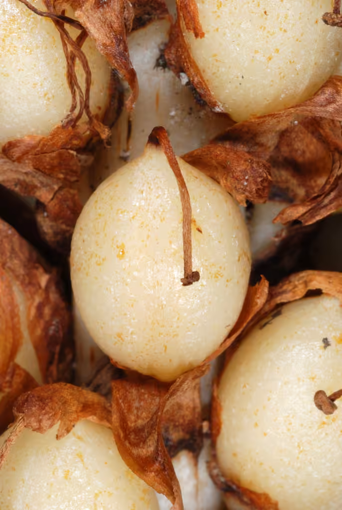 American cancer-root, In fruit
