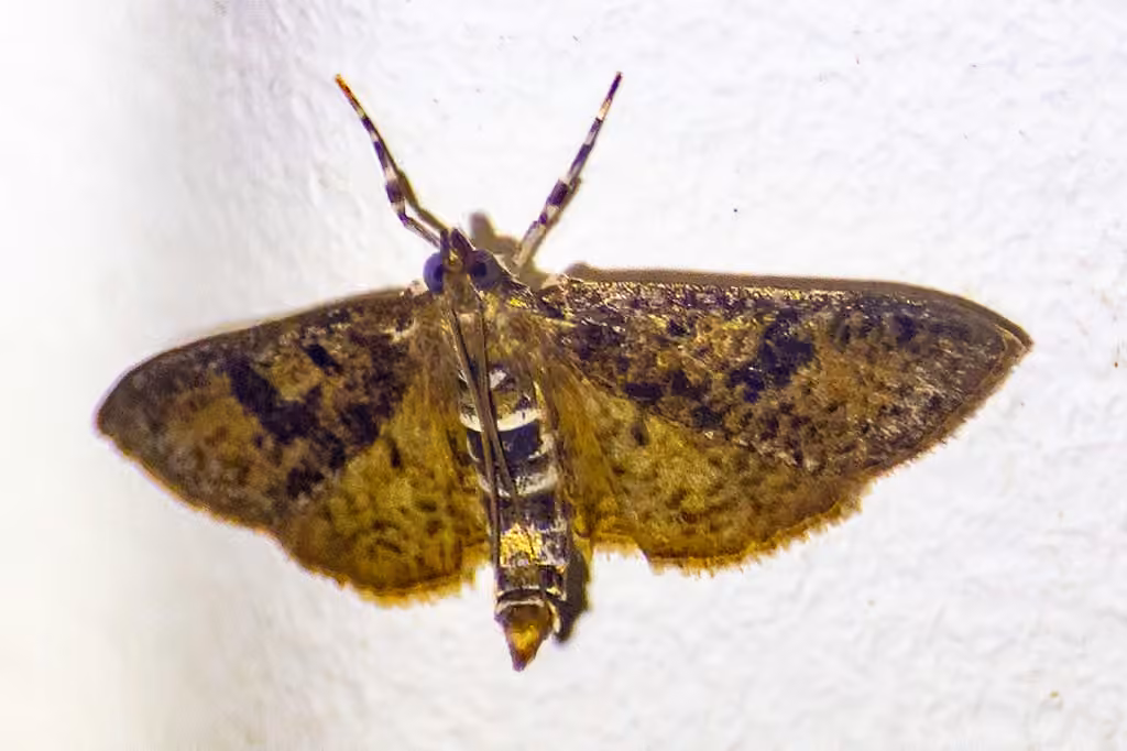 Palpita arsaltealis, Adulte
