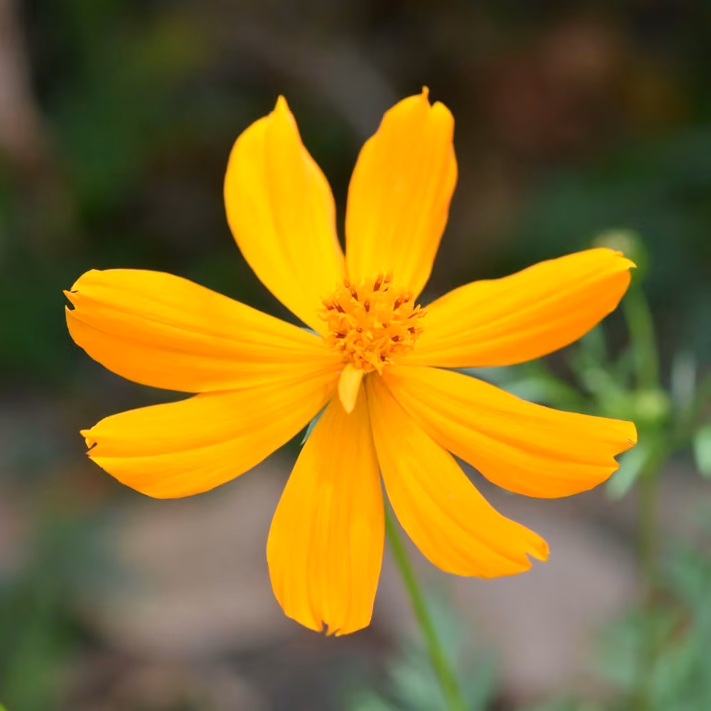 Sulphur cosmos, In flower