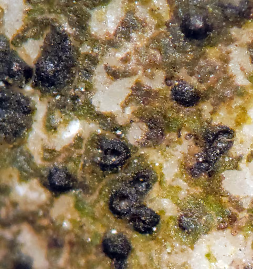 Wart lichen, photo 2 of 5