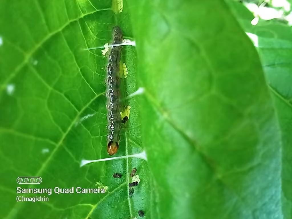 Eggplant Webworm Moth, Chenille