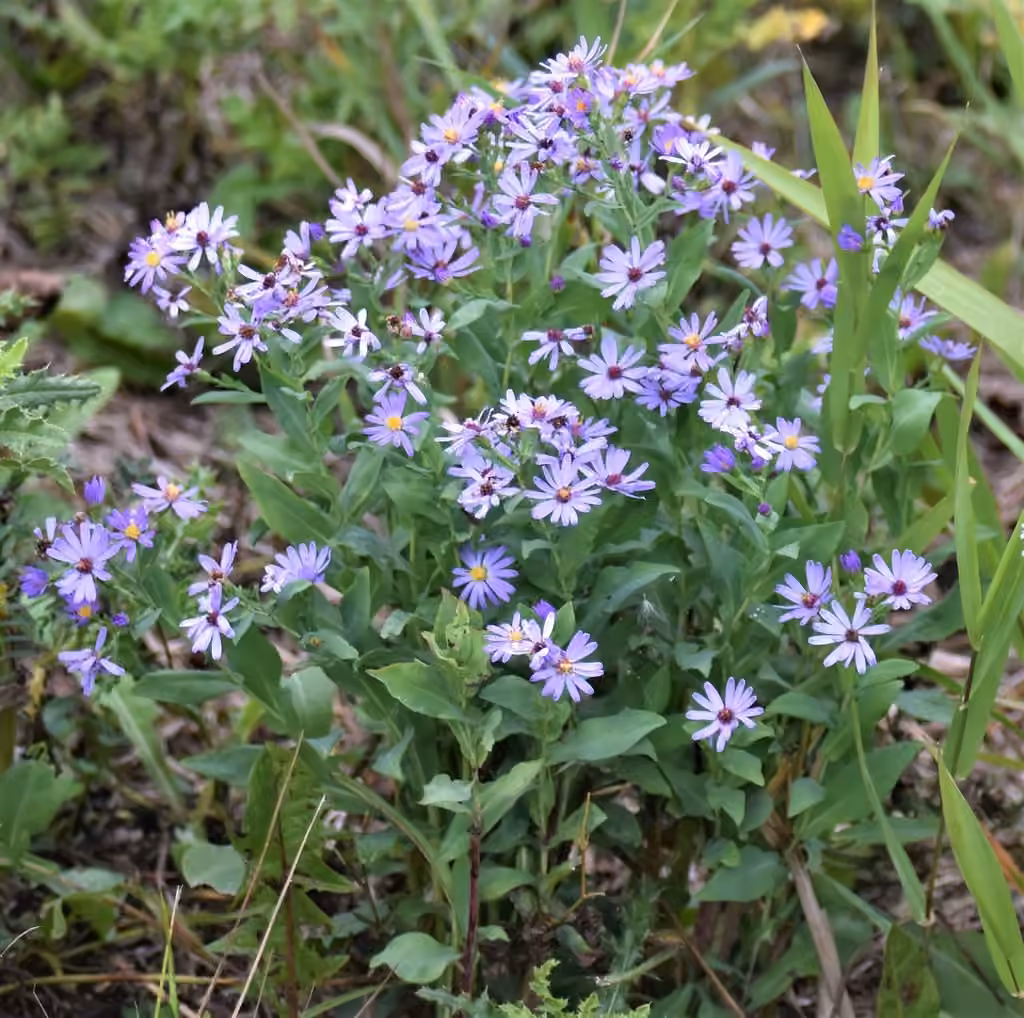 Aster lisse, photo 1 sur 5