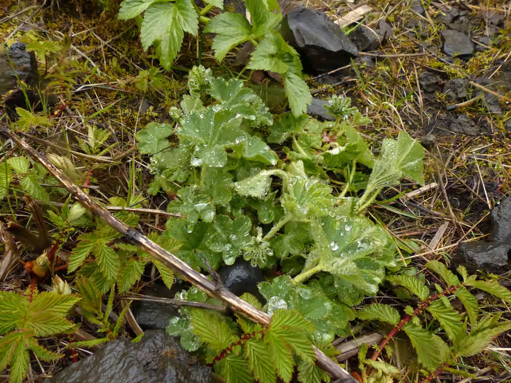Alchémille filicaule, Sans fleurs ni fruits