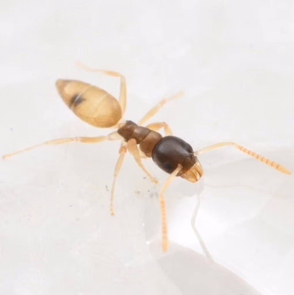 Ghost Ant, photo 1 of 5
