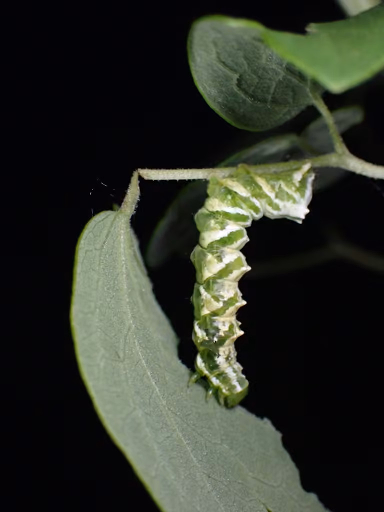 Straight-lined Looper Moth, photo 3 sur 5