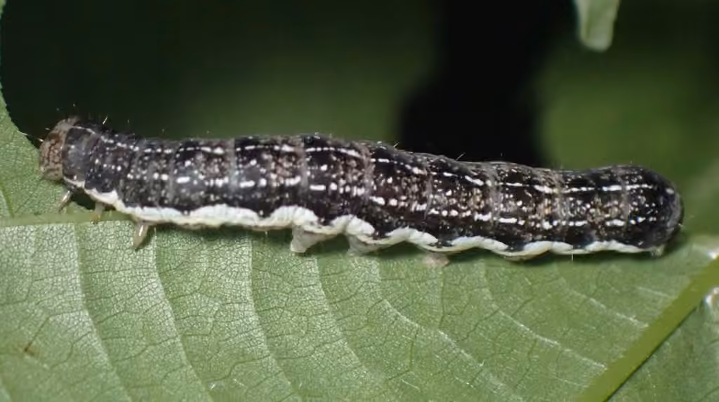Ruby Quaker, Chenille