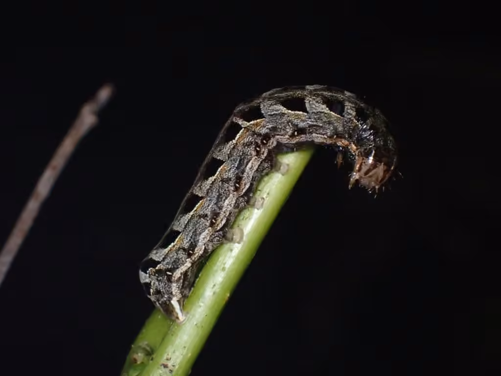 Willow Dart, Chenille