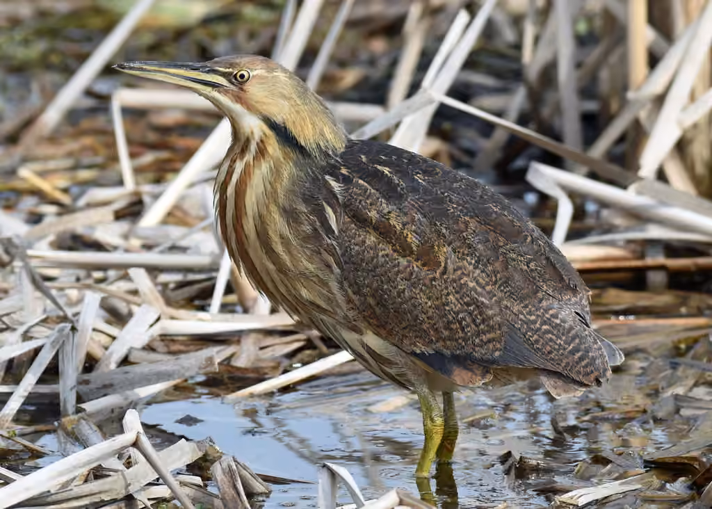 American Bittern, photo 3 of 5