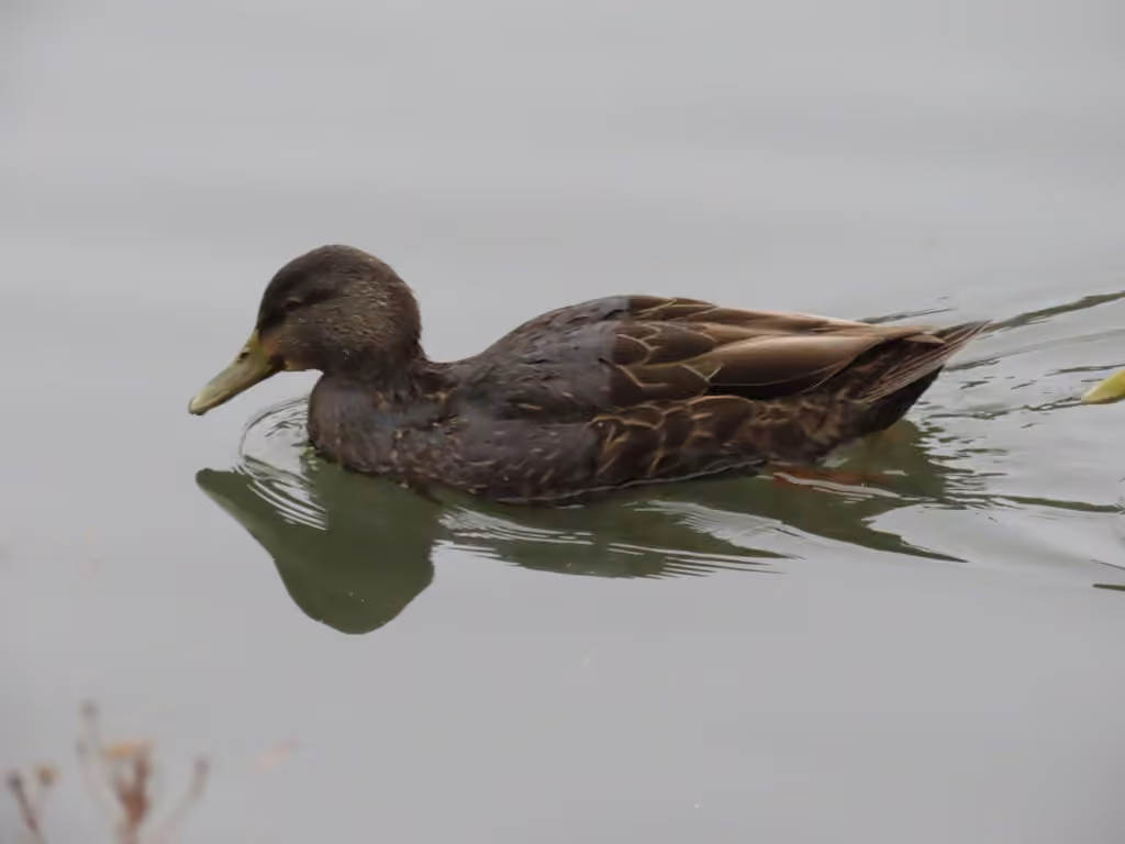 Canard noir, Femelle